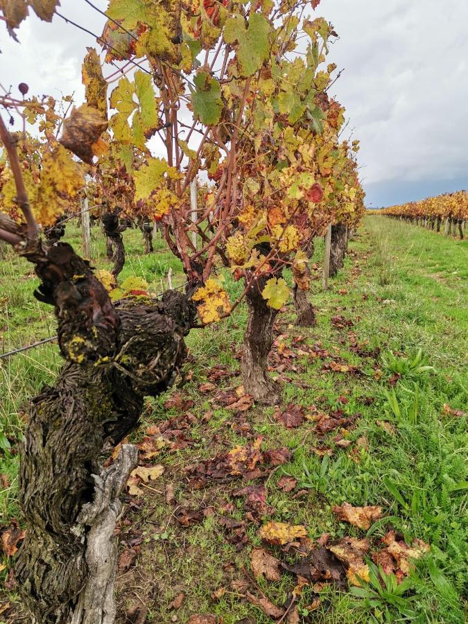 Gite " Suzon" A Peyroutas Vignonet St Emilion Exterior photo
